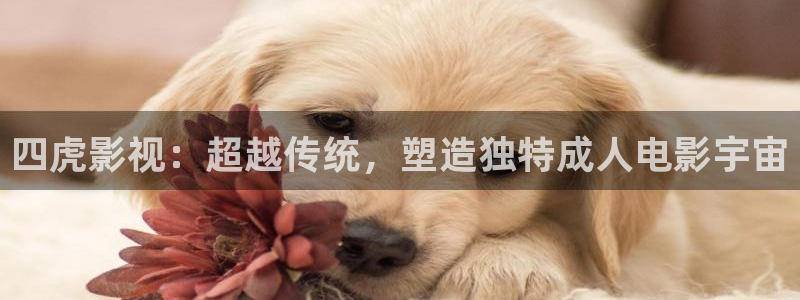 神马午夜影院看电影