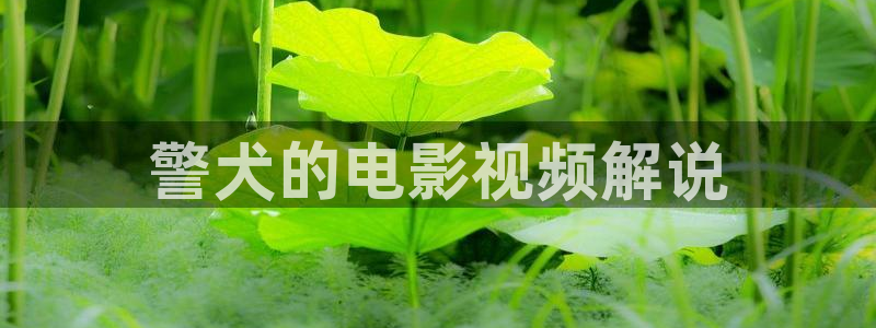 神马第九影院午夜